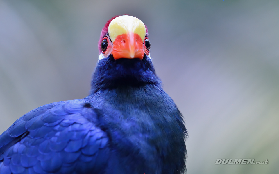 01 Violet turaco r (Tauraco violaceus)